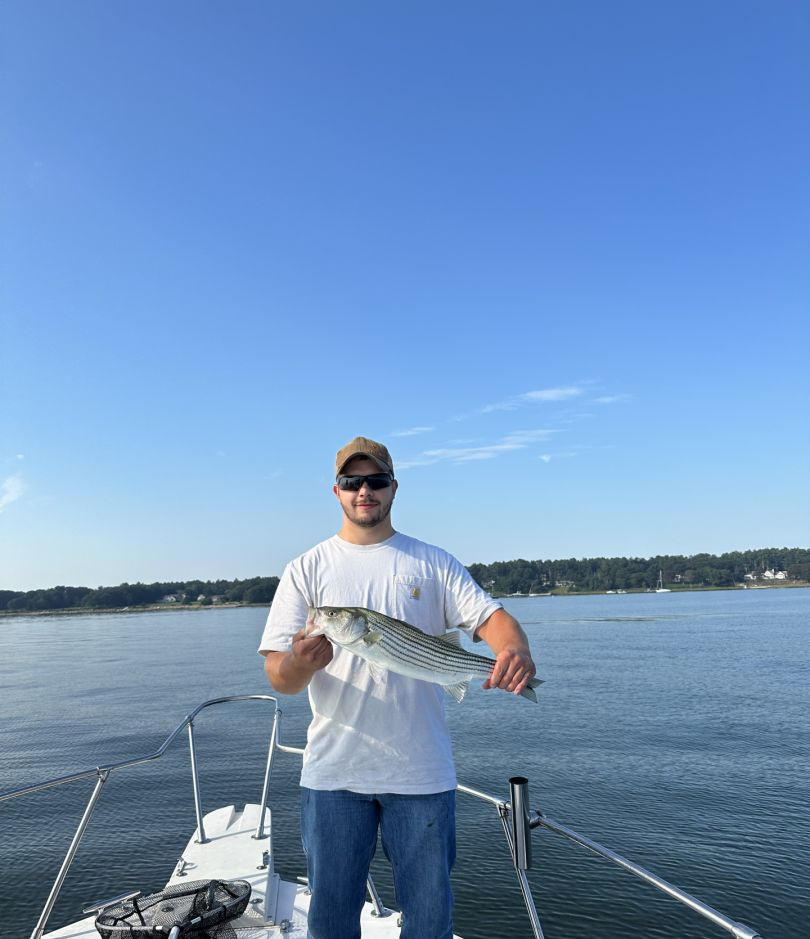 A striped bass fish caught in Wareham
