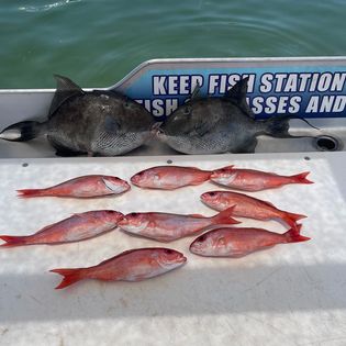 8 grey triggerfish caught in Shalimar