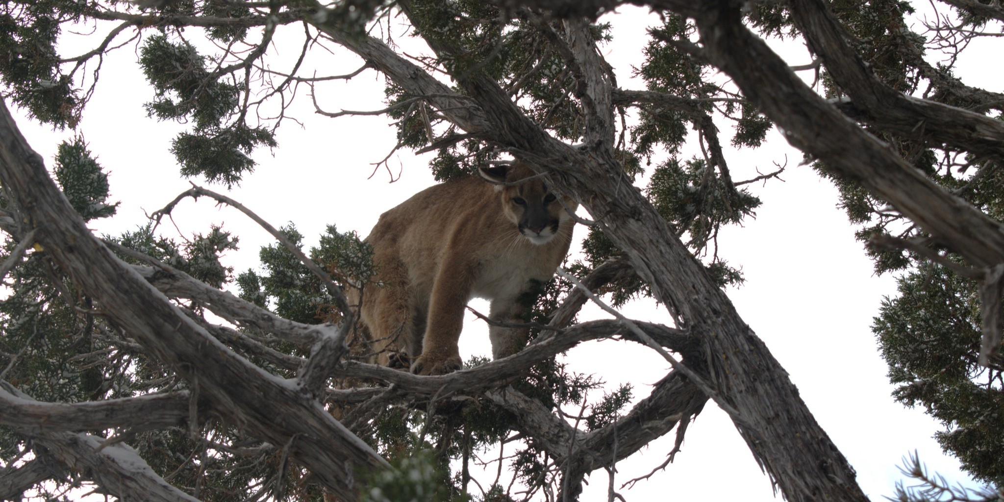 Nevada mountain lion hunting with hounds - 5-day guided hunts in Eureka for beginners