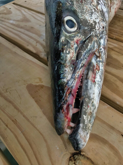 Destin fishing trip