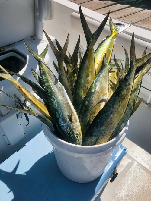 Three fish caught in Destin, Florida while fishing