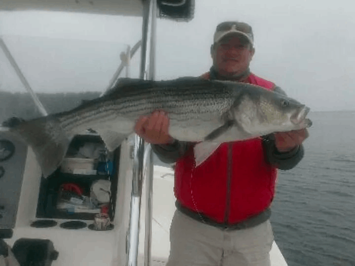 Striped bass fishing in Mashpee