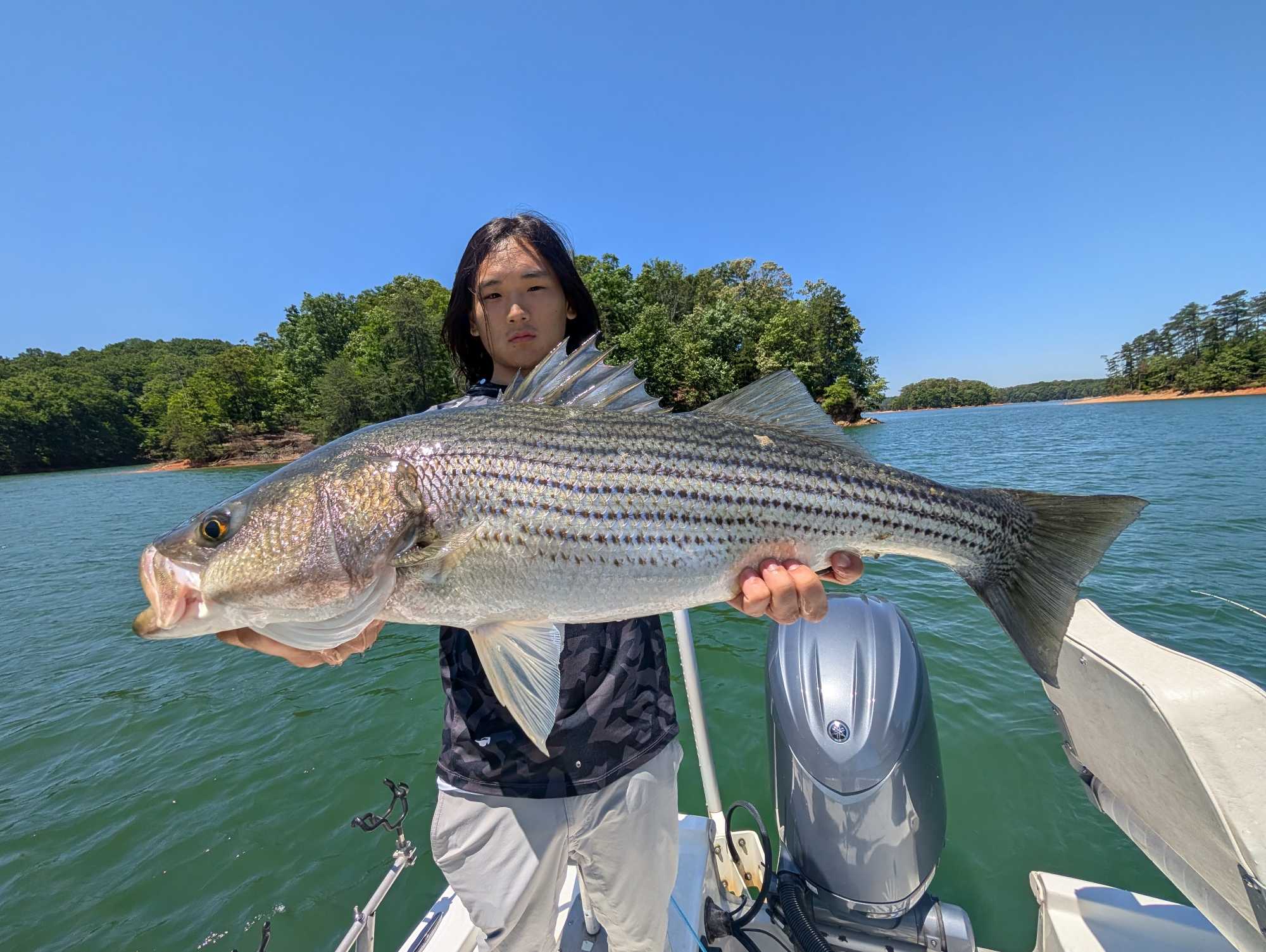 Striped bass caught fishing in Gainesville GA held on boat with lake and trees in background