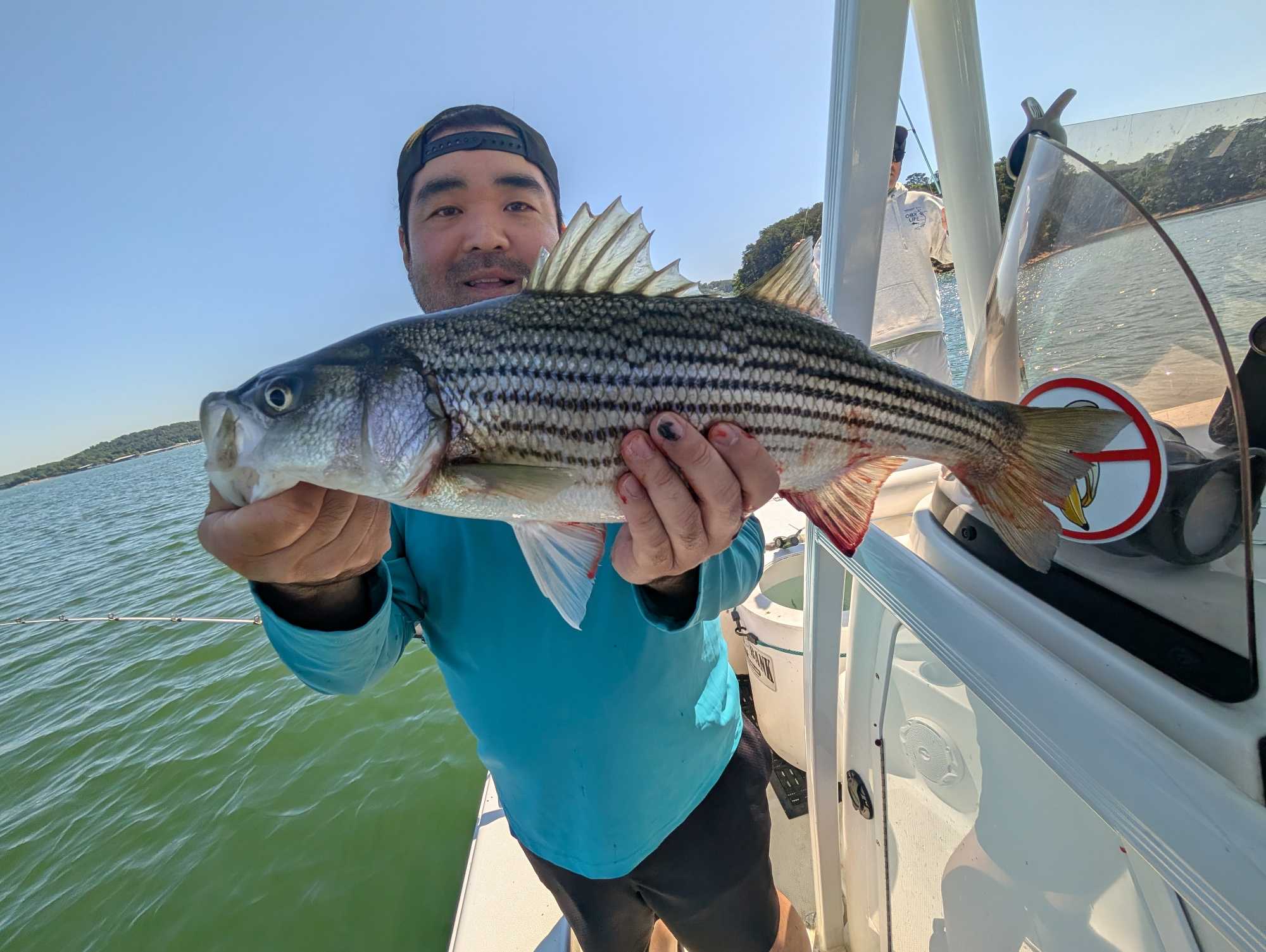 Striped bass caught while fishing in Gainesville GA