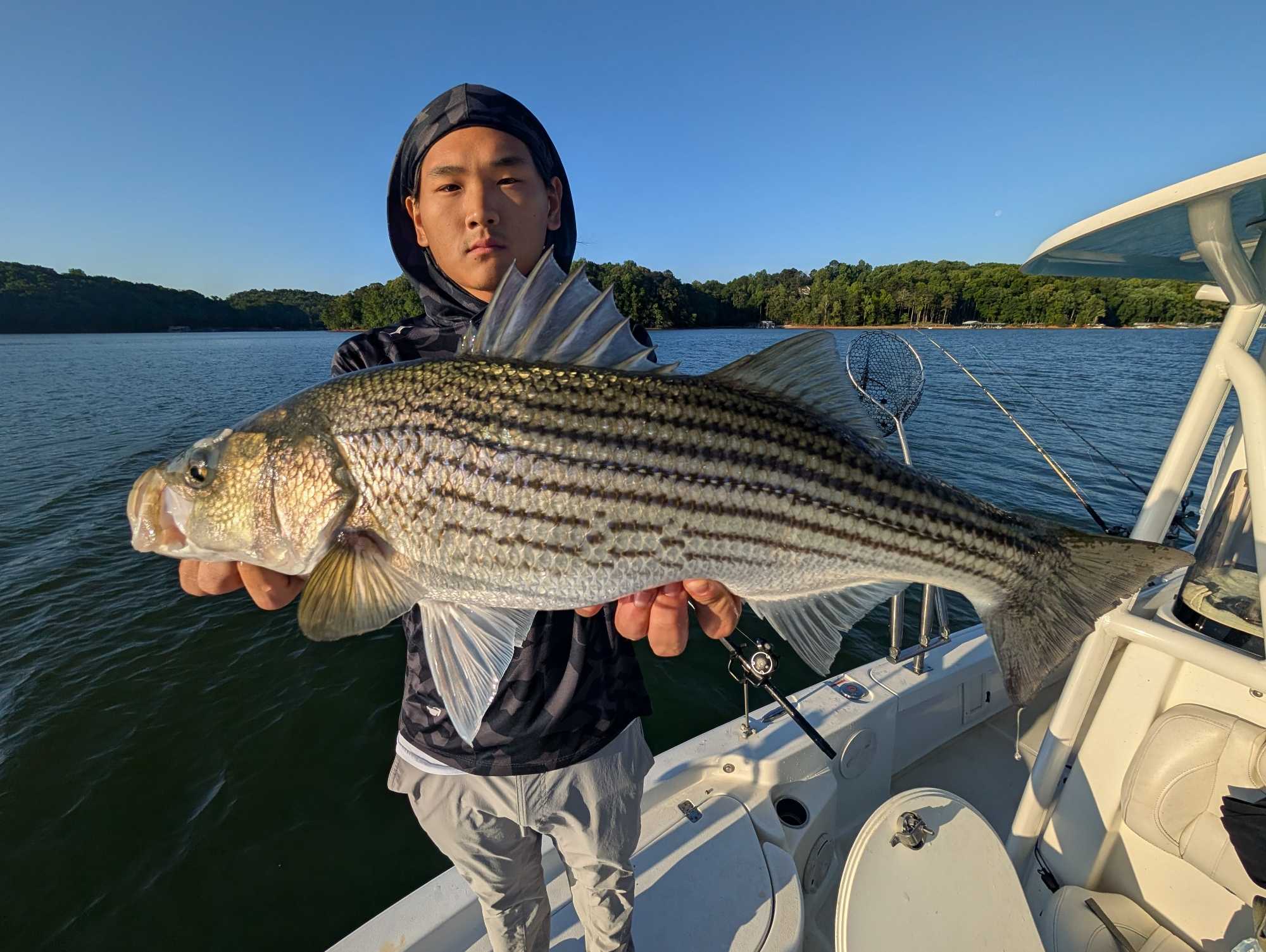 Striped bass caught while fishing on Lake Lanier in Gainesville GA