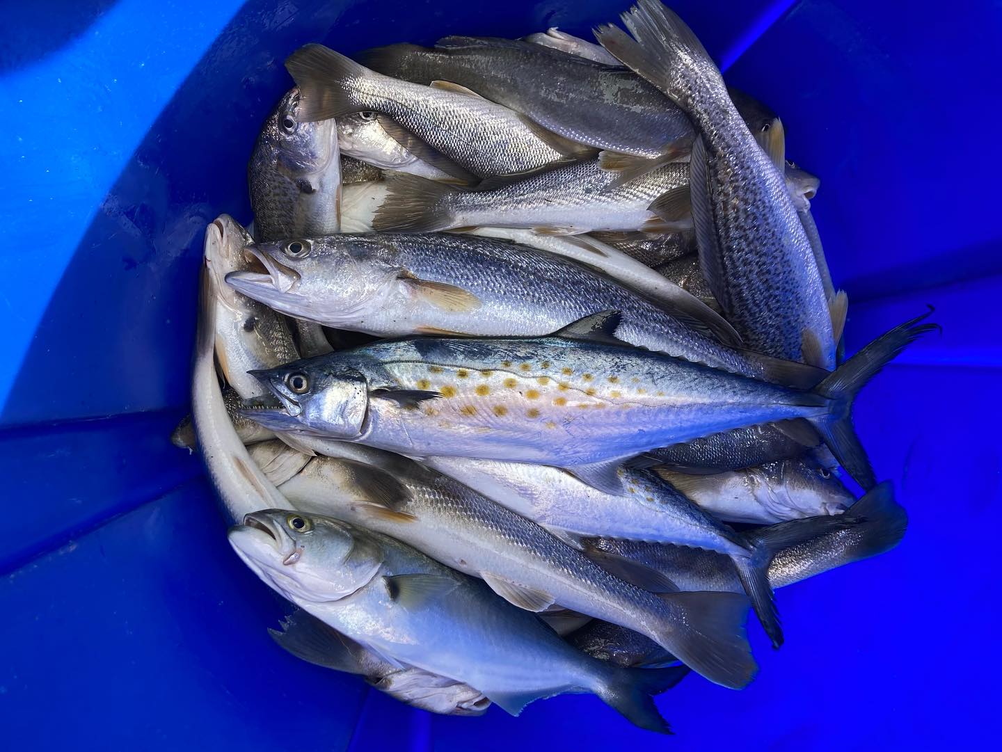 Five Spanish mackerel caught fishing in Nags Head