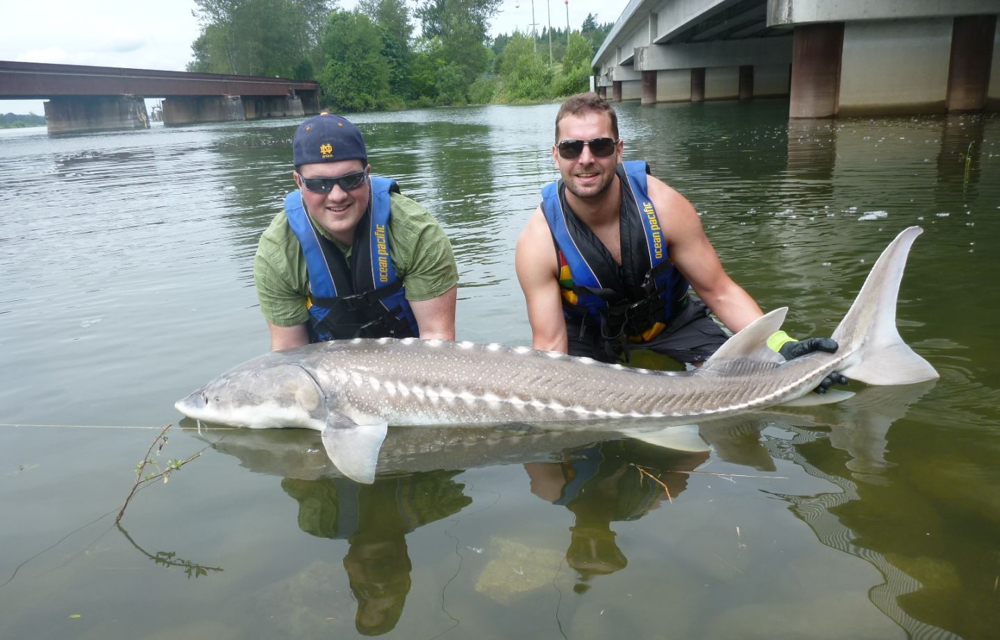 White Sturgeon caught while fishing in BC