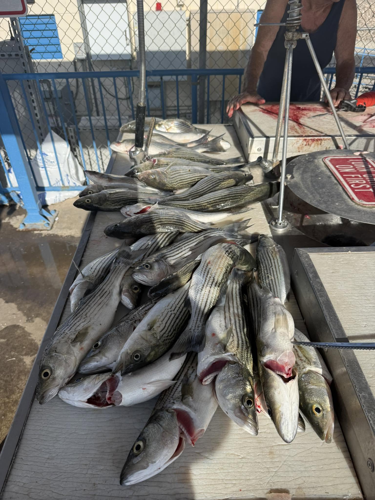 Fresh caught striped bass laid out on wooden cleaning table at Gold Beach OR fishing dock