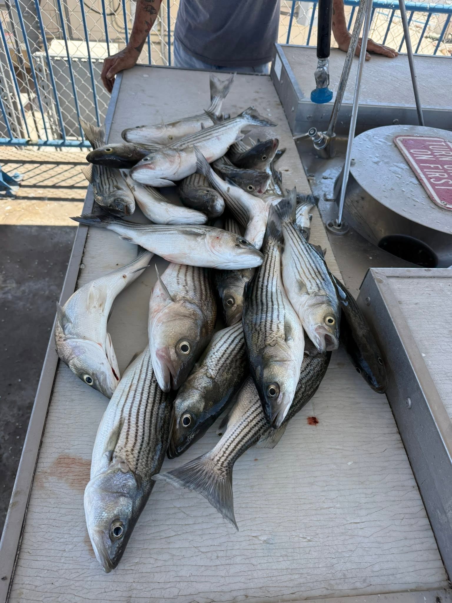 Fresh caught striped bass laid out on fishing boat deck in Gold Beach Oregon
