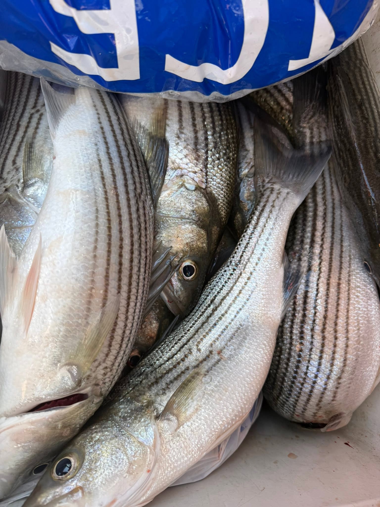 Fresh caught striped bass in plastic bag from Gold Beach Oregon fishing trip