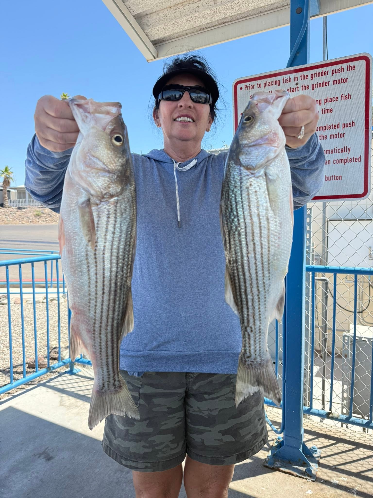 Two striped bass caught fishing in Gold Beach Oregon