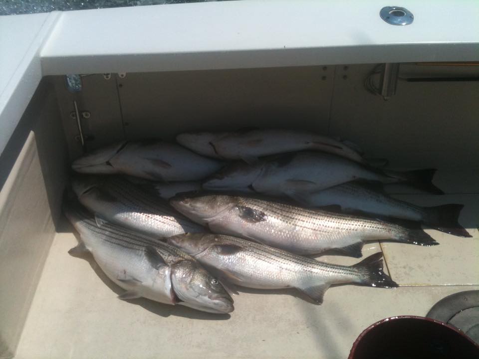 5 fish caught while fishing in Montauk