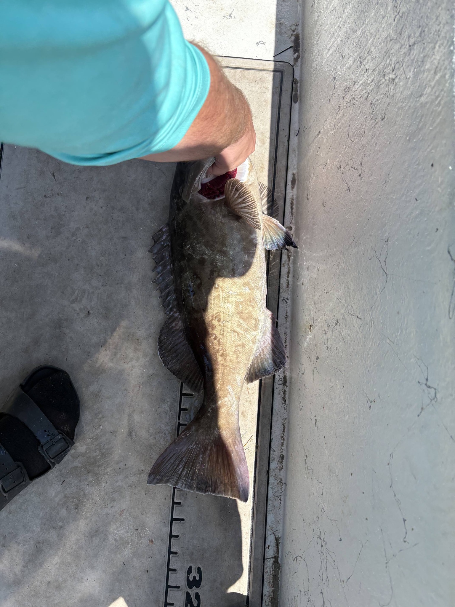 Gag grouper fish caught in Ruskin FL displayed on boat measuring board
