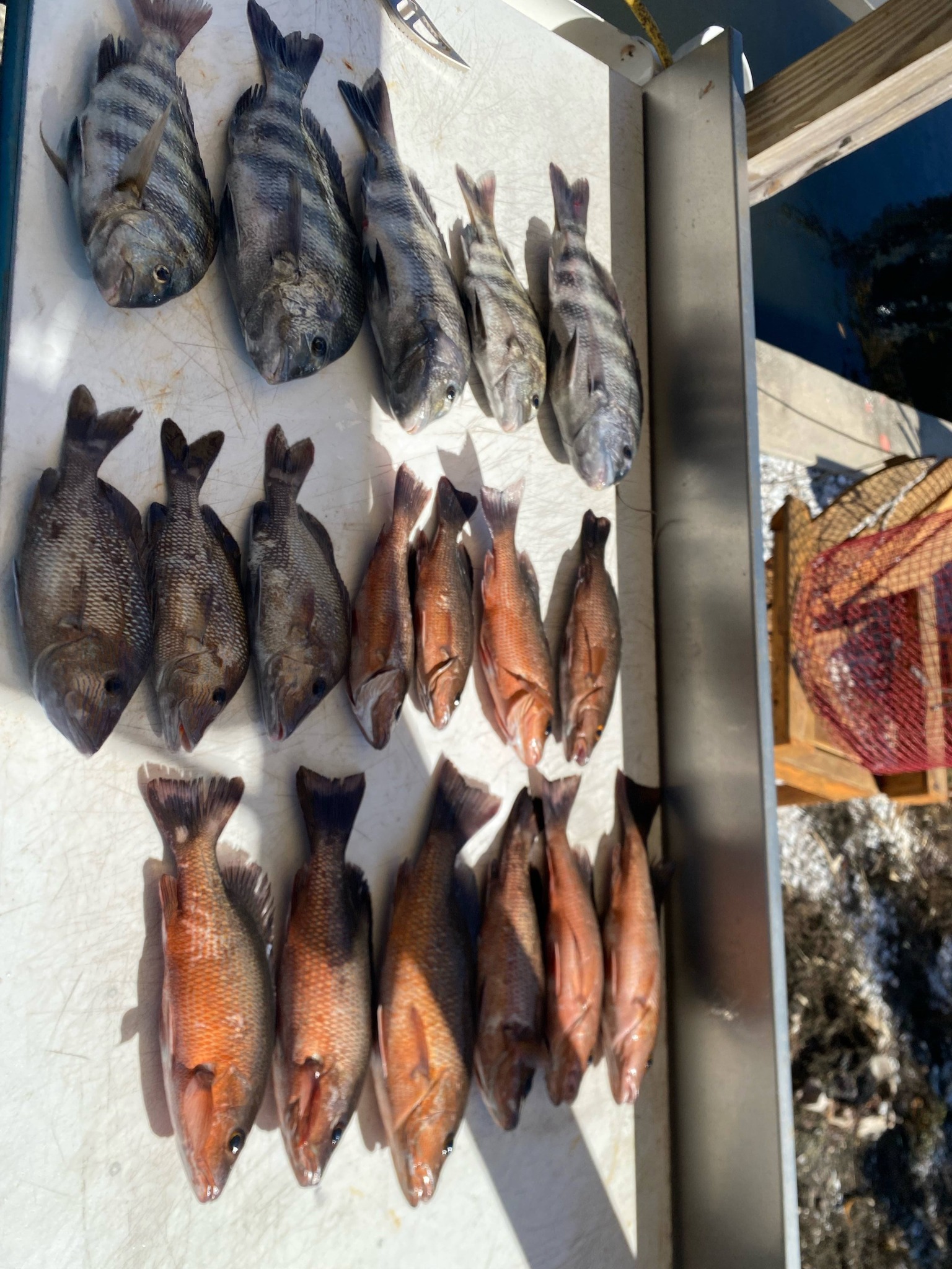 Fresh caught grey snapper, white grunt, and sheepshead fish displayed on boat deck in Ruskin FL