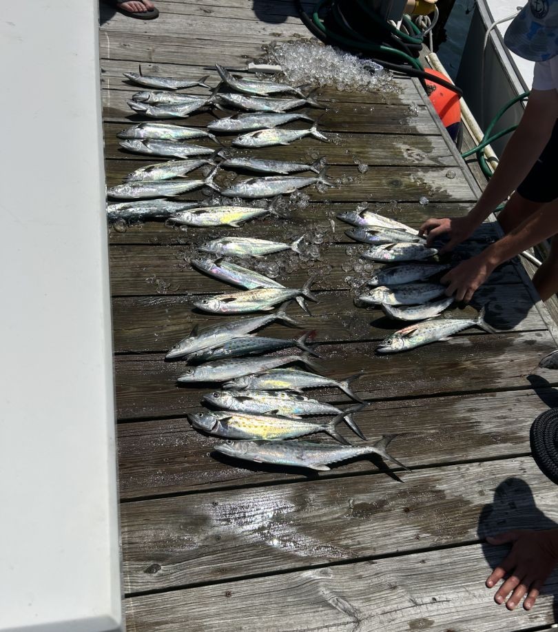 Spanish mackerel and king mackerel fishing catch displayed on boat dock in Morehead City NC