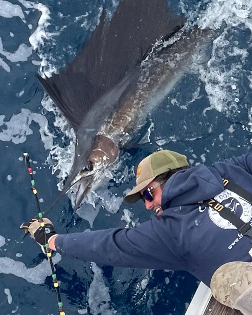 Atlantic sailfish being released back into the water during fishing trip in Sebastian FL