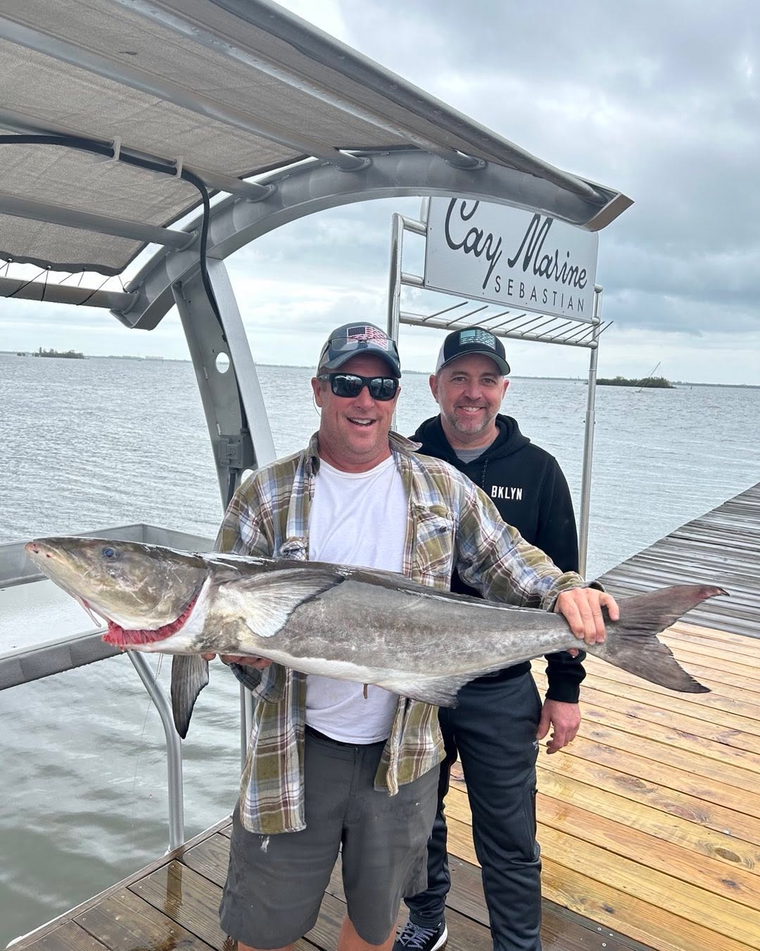 Large cobia fish caught during fishing charter in Sebastian FL