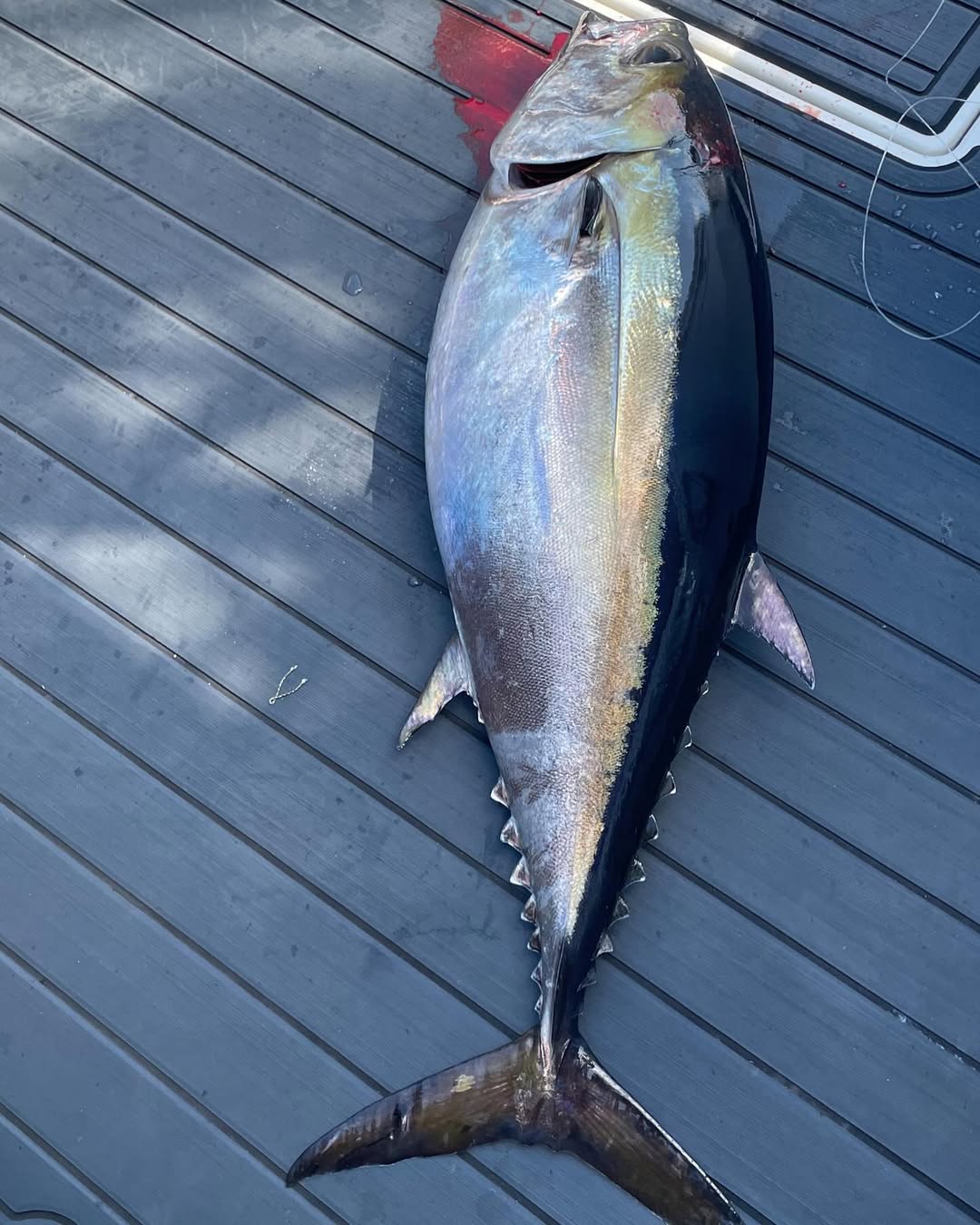 Large yellowfin tuna caught fishing in Sebastian FL displayed on boat deck