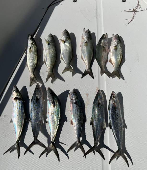 12 king mackerel, mahi mahi, spanish mackerel, and bluefish caught while fishing in NC