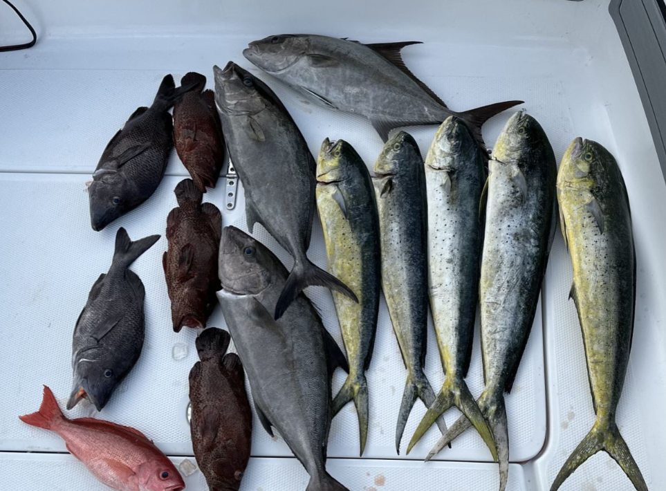 12 cero mackerel, longfin yellowtail, and greater amberjack fish caught in NC