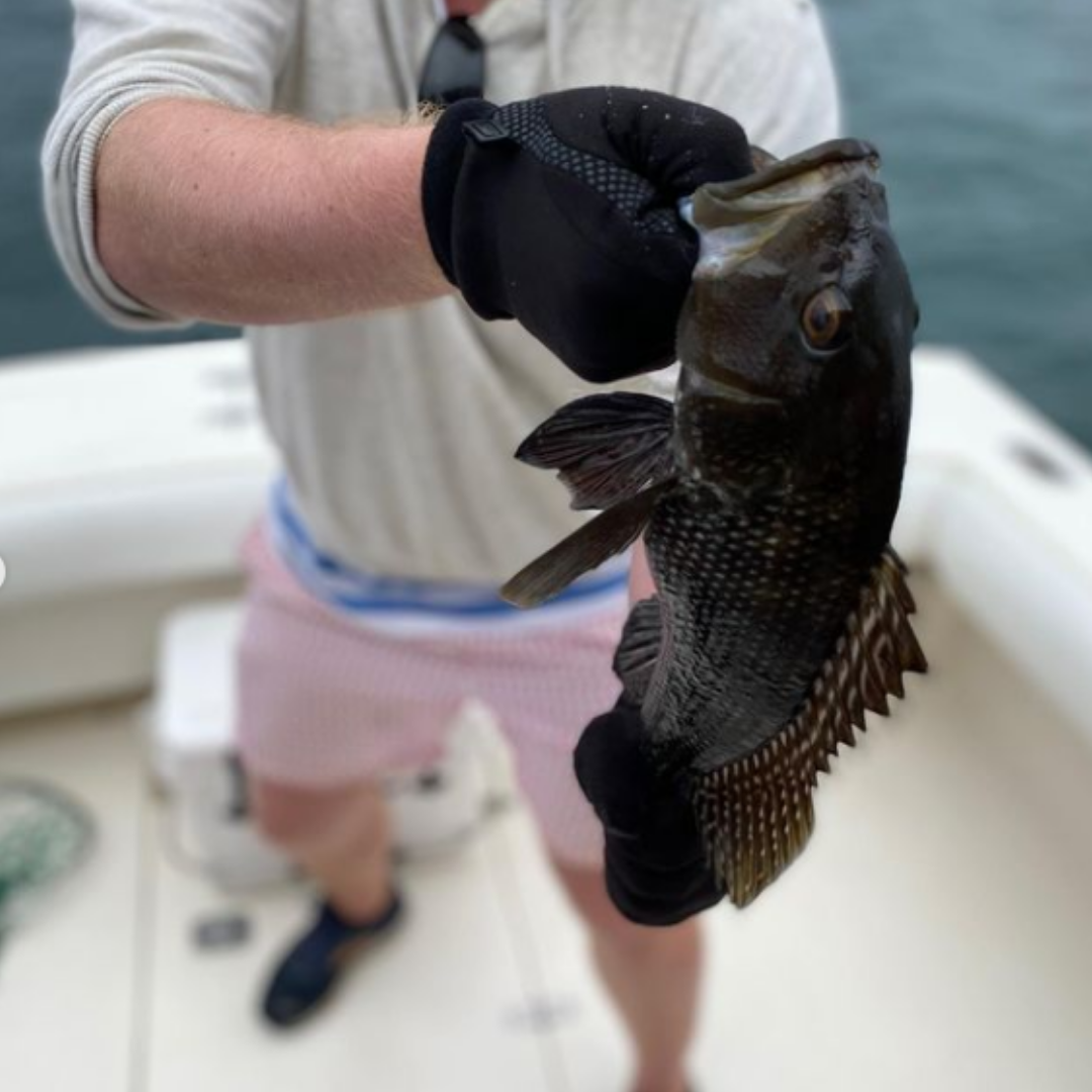 Photograph of a sea bass caught while fishing in Falmouth