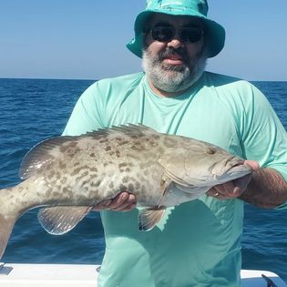 Gag grouper fish caught while fishing in FL