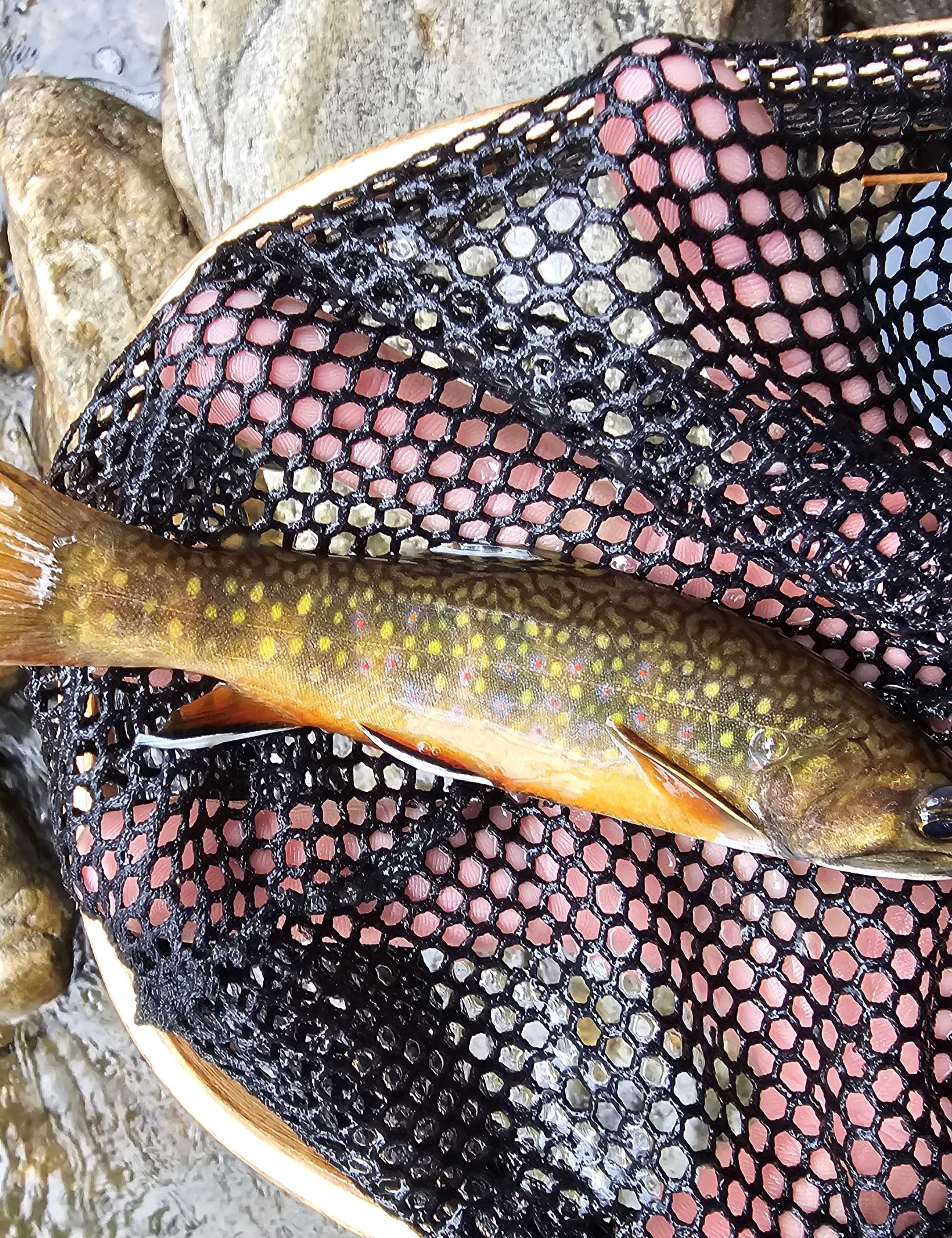 Brook Trout caught while fishing in Asheville