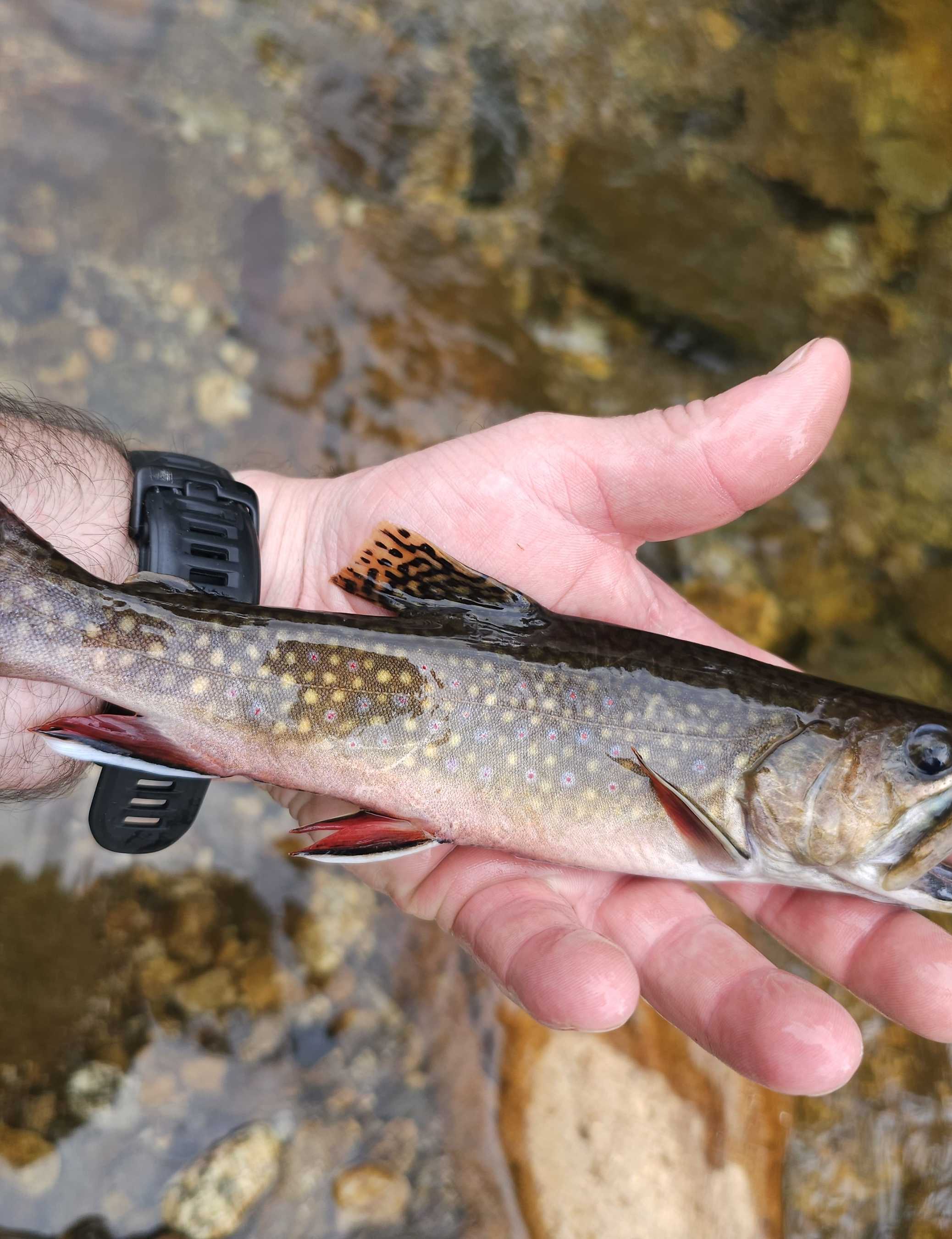 Photograph of a brook trout in North Carolina