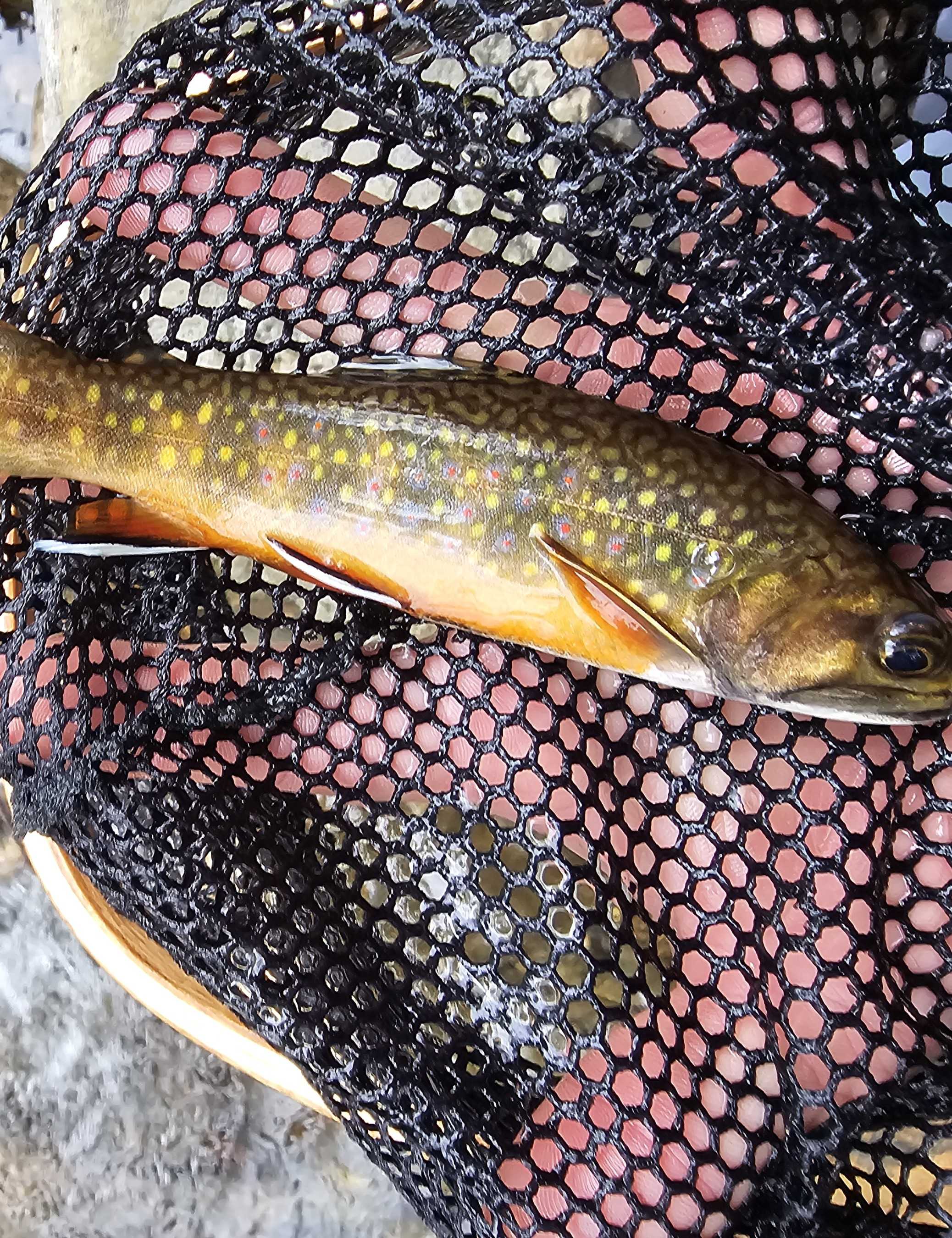 Great fishing trip in North Carolina