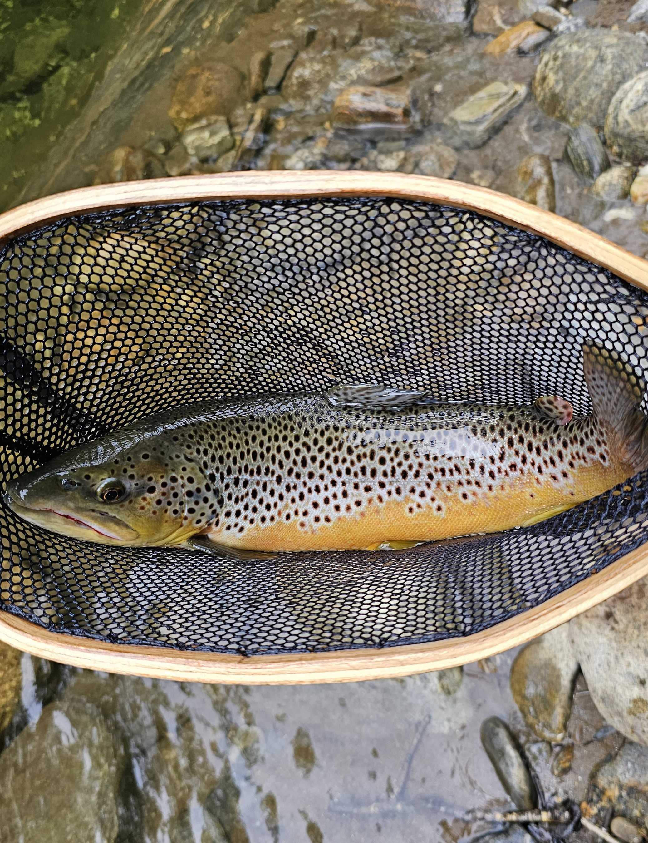 Angler with a sea trout catch in North Carolina