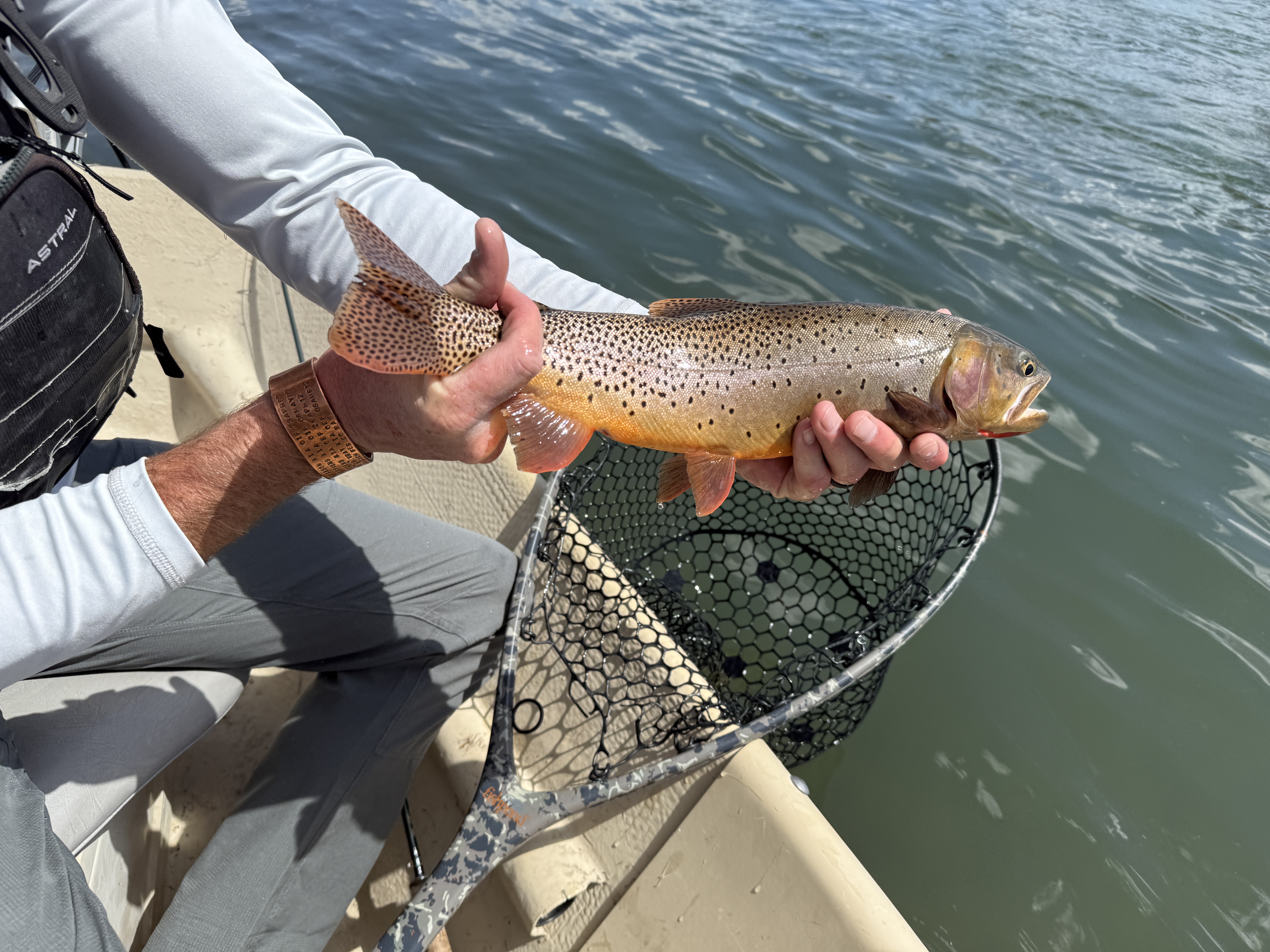A rainbow trout caught while fishing in Cody