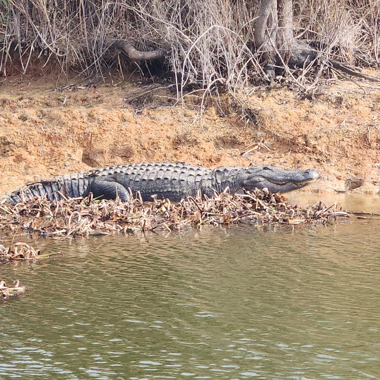 Large alligator resting on muddy bank beside water in Alba TX fishing area