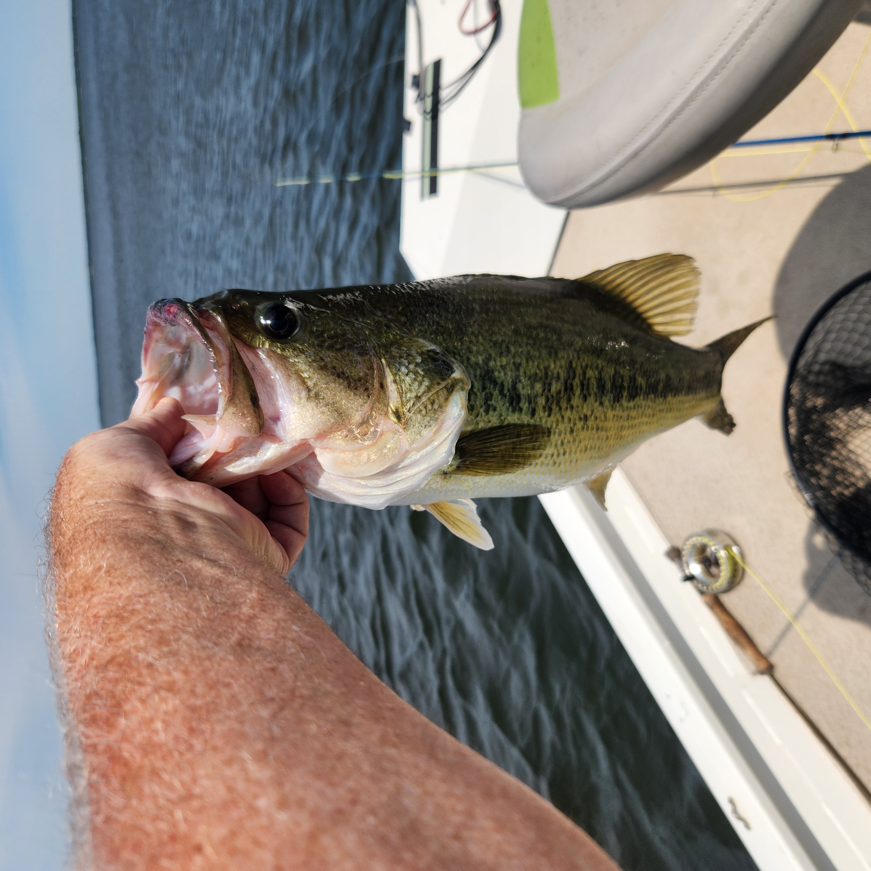 Largemouth bass caught during fishing tour in Alba TX