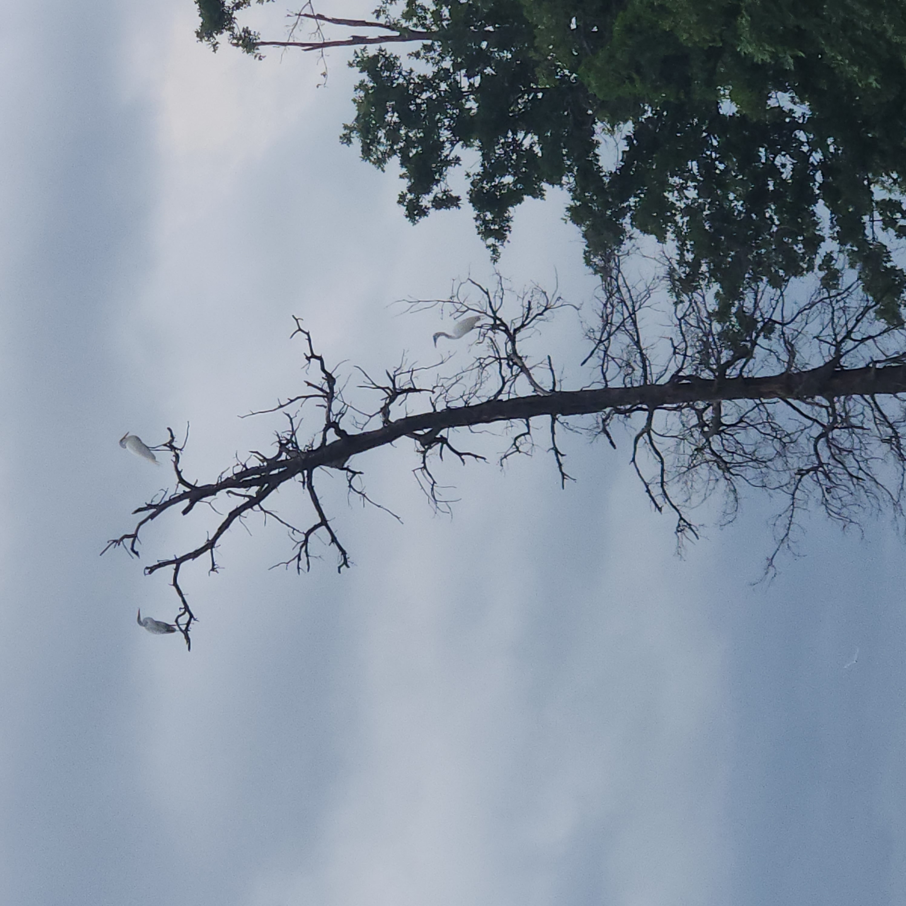 Dead tree branch extending over calm water surface in Alba TX fishing area