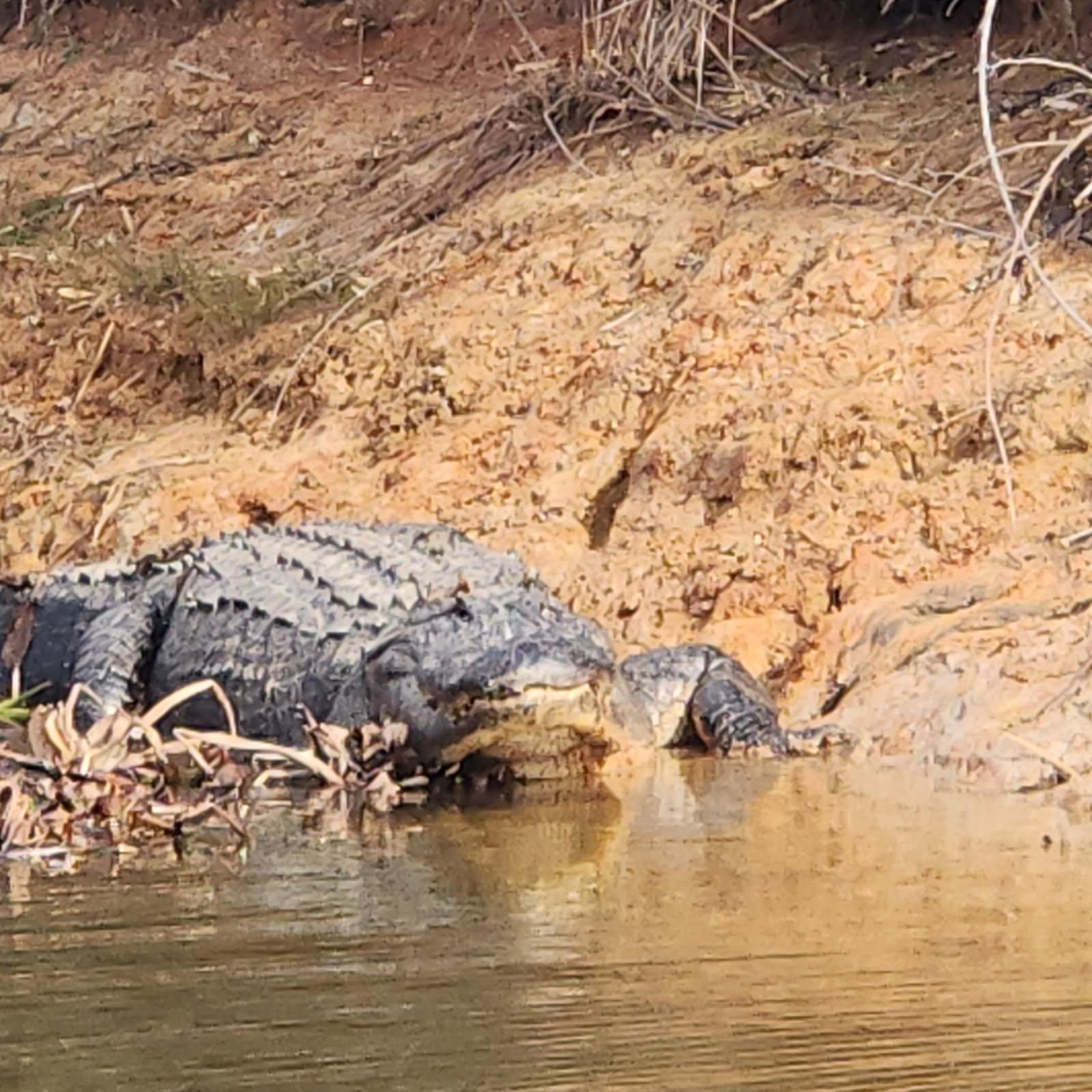 Large alligator resting on muddy riverbank near water in Alba TX fishing area