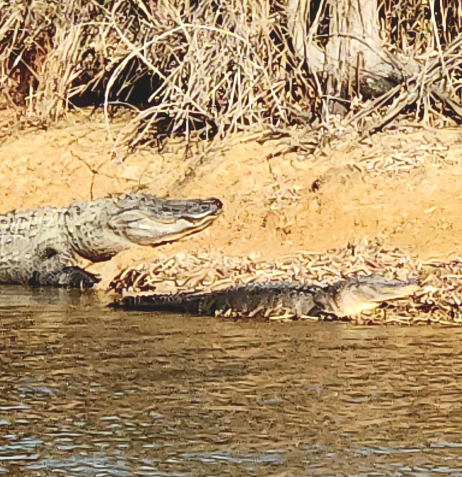 Large alligator resting on riverbank near water in Alba TX
