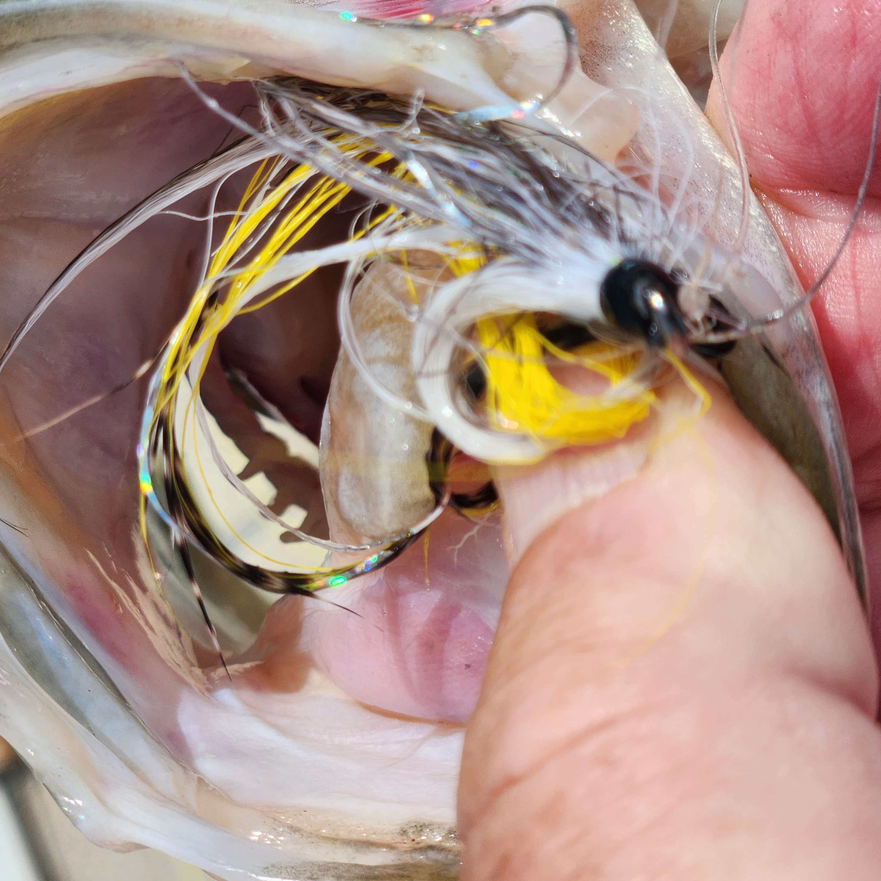 Fresh caught squid in Alba TX showing tentacles and yellow coloring