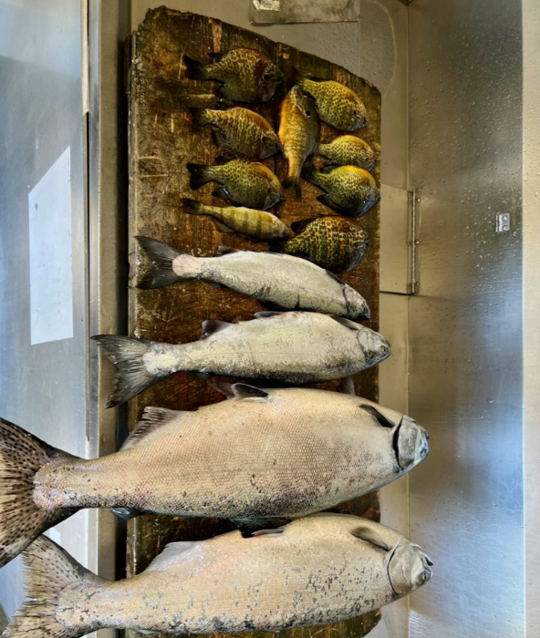 4 fish caught fishing in MI