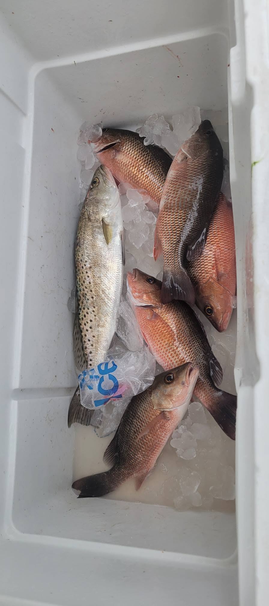 Fresh caught grey snapper and speckled trout on ice in cooler from Bonita Springs FL fishing trip