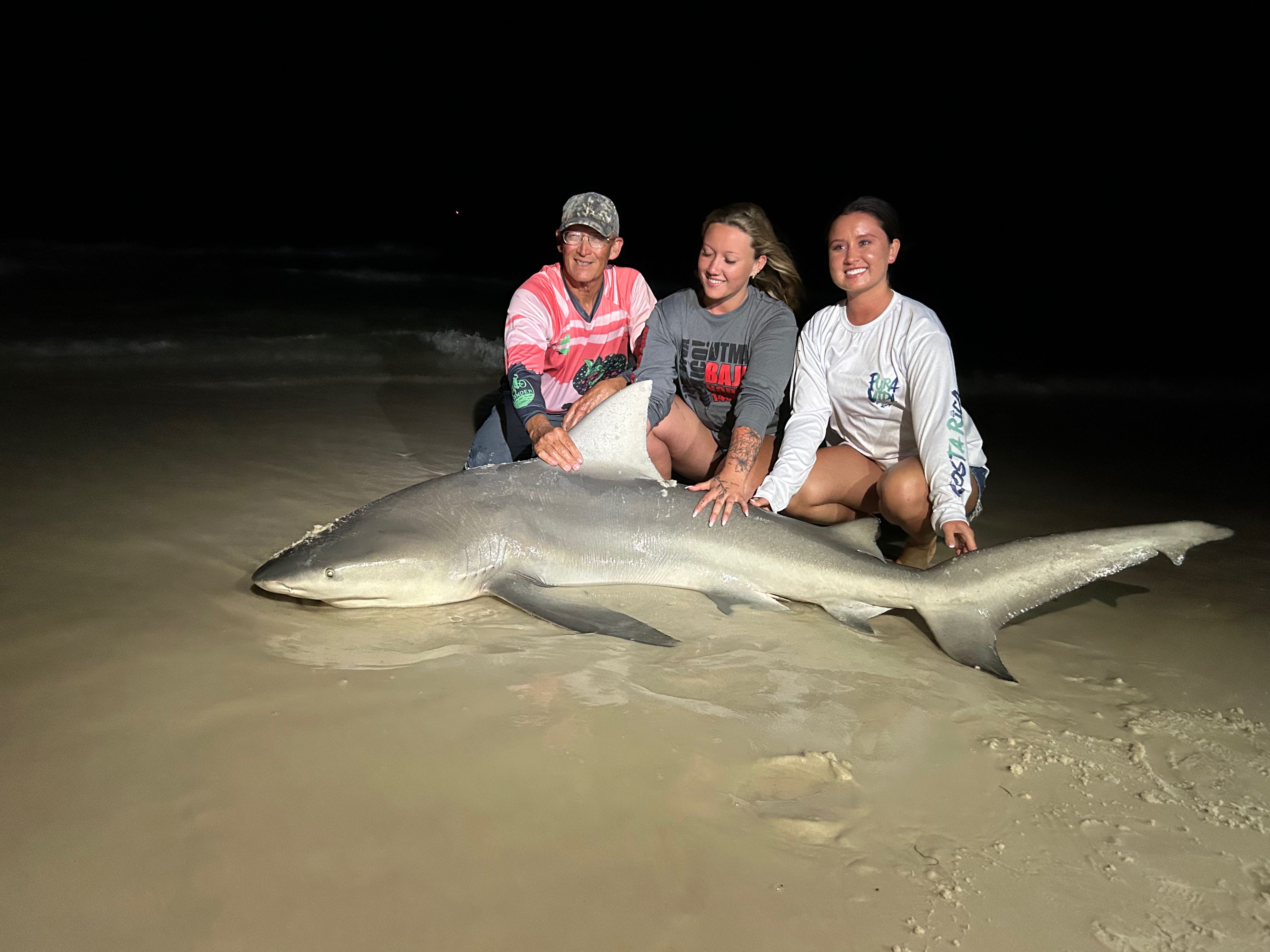 Bull shark caught while fishing in Destin FL displayed on beach at night