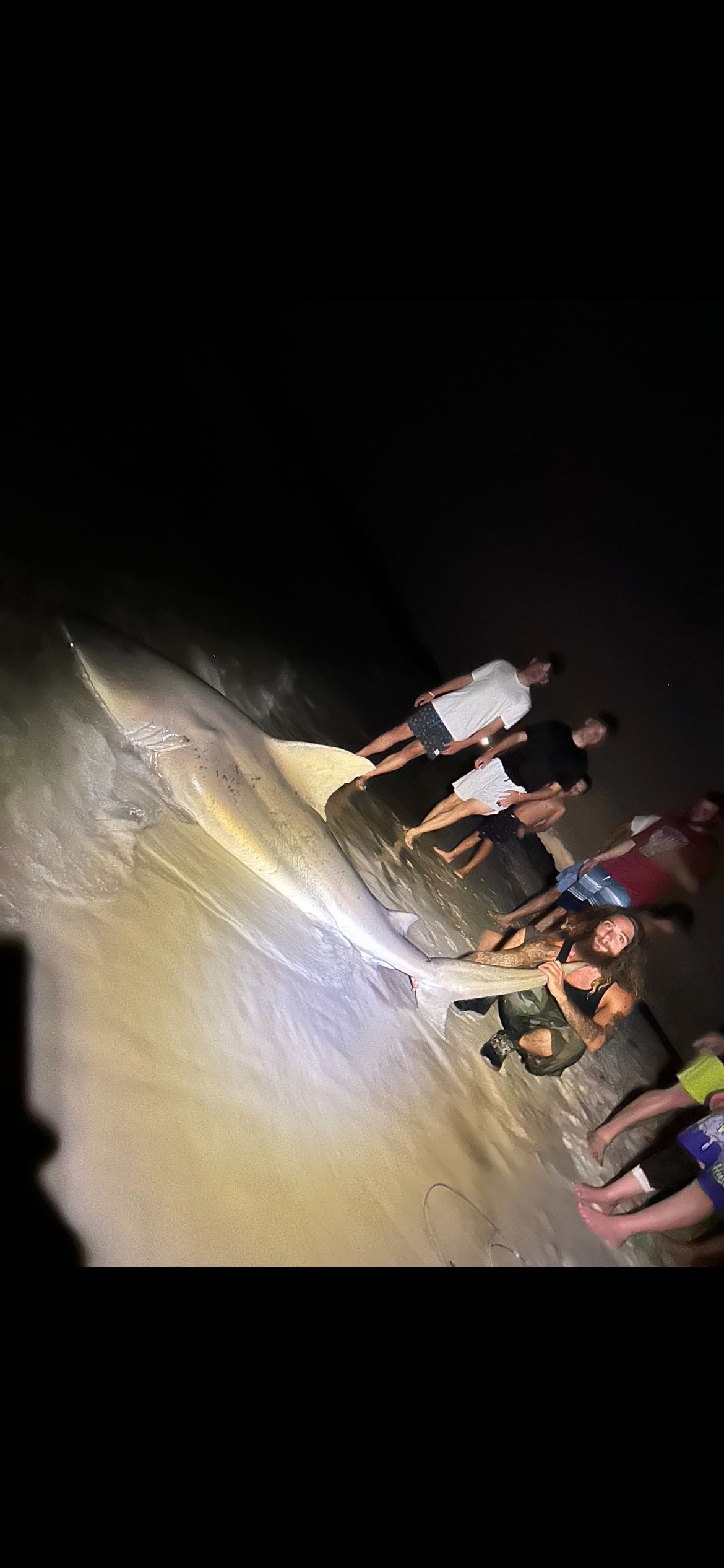 Sandbar shark caught during night fishing in Destin FL