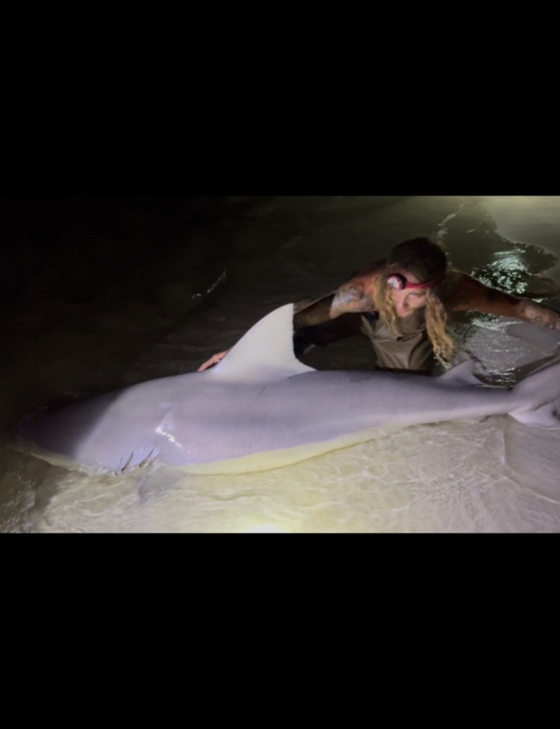 Sandbar shark caught during fishing trip in Destin FL