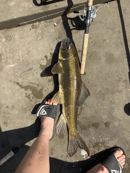 Bass caught while fishing in Newaygo County Michigan displayed on dock with fishing rod