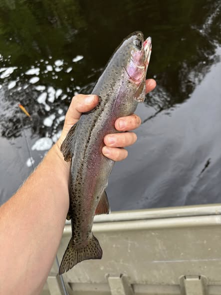 Rainbow trout being held over water in Newaygo County MI