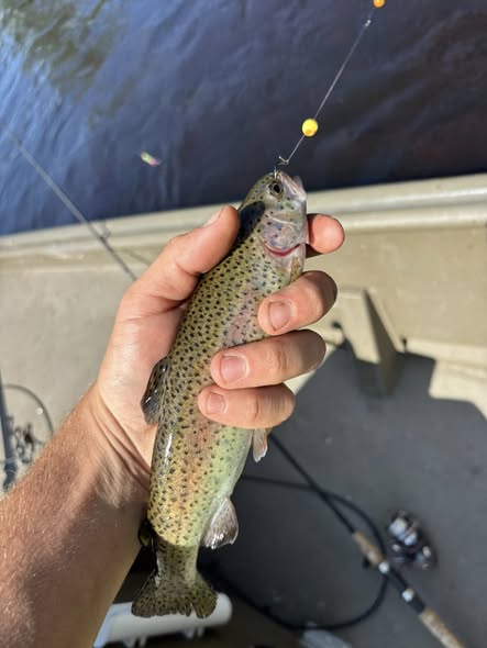 Rainbow trout caught while fishing in Newaygo County Michigan