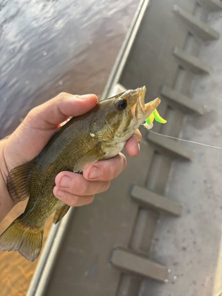 Smallmouth bass caught fishing in Newaygo County Michigan with colorful lure in mouth