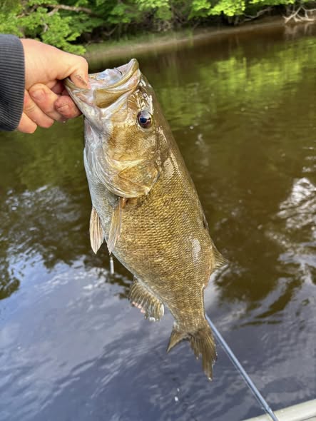 Smallmouth bass caught fishing in Newaygo County Michigan held over water
