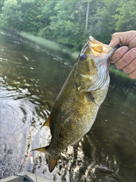Smallmouth bass caught in Newaygo County Michigan fishing