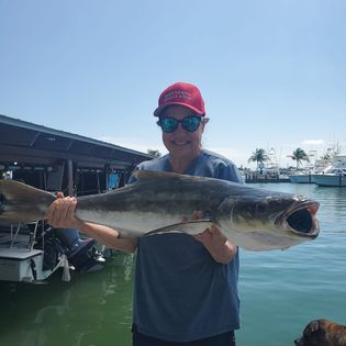 1 Atlantic Sailfish caught fishing in FL