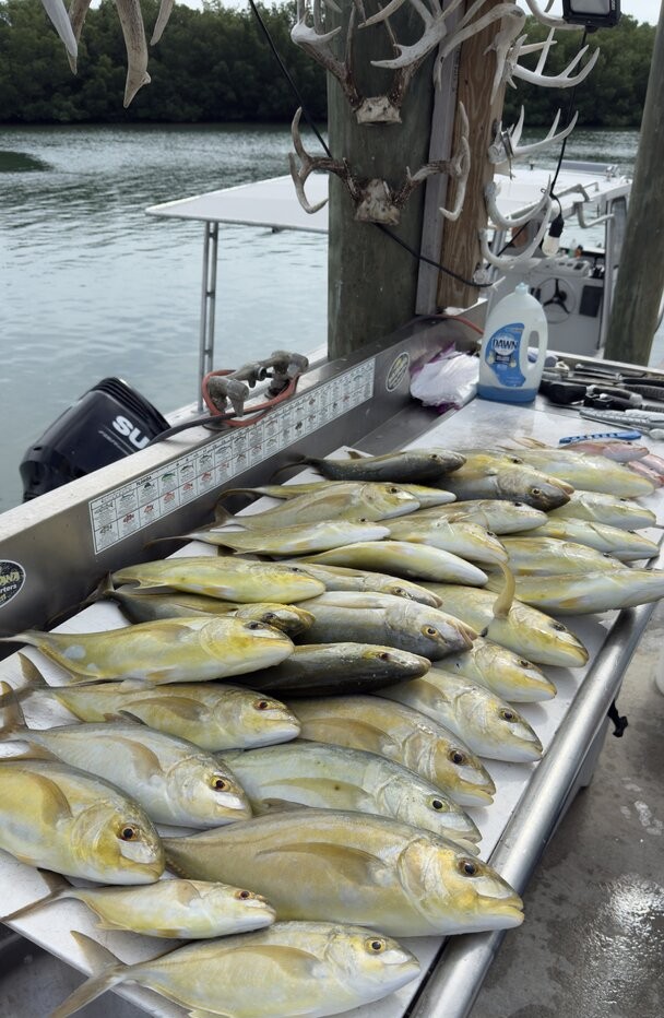 Fresh caught Bar Jack and yellowtail snapper displayed on fishing boat cleaning station in Marathon FL